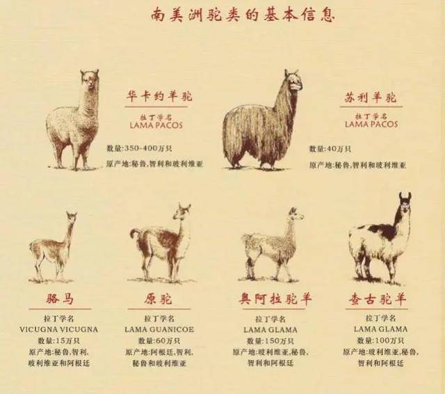 秘鲁|秘鲁时尚与装饰展，领略拉美风情