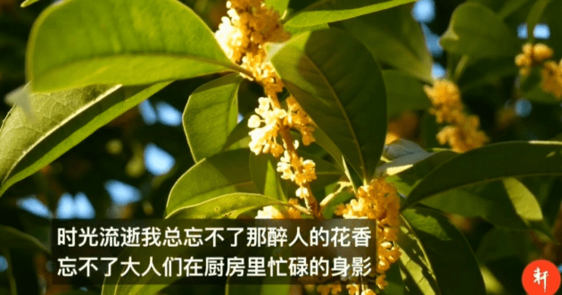 轩轩下午茶|轩轩下午茶：有一种怀念是回忆；有一种感恩是传承