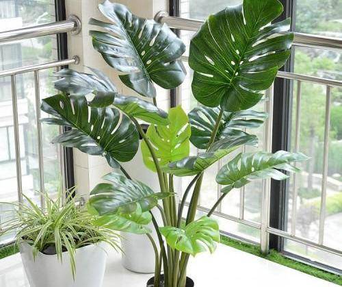 龟背竹怎么养才能长得好呢 68627c7012504d33bb12164593590d18.jpeg