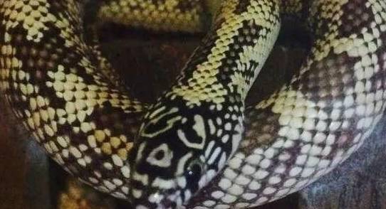 蛇是怎么吞食的 921a801ed32044279995e8d4399f1265.jpeg