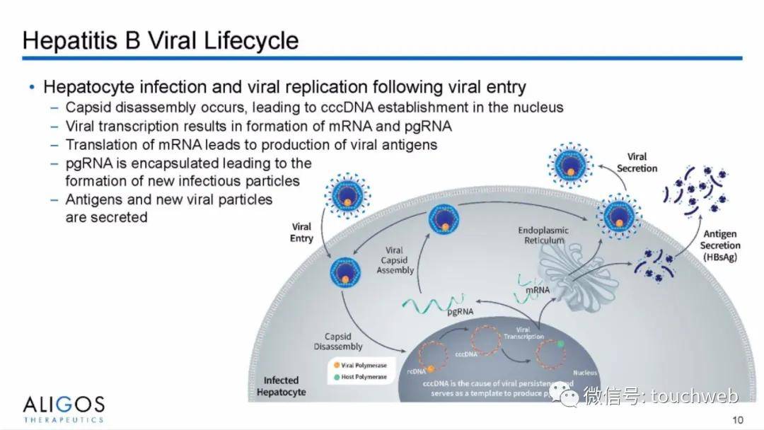Aligos|专治乙肝的医药企业Aligos上市：市值5亿美元