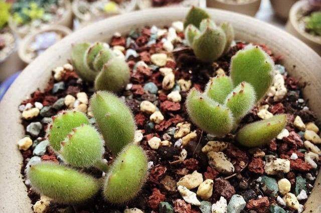 多肉怎么扦插生根最快 abb509ab66d04cc09e393fec3e6331e3.jpeg