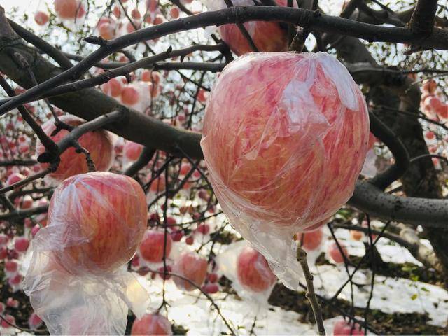 红富士|陕西乾县红富士苹果：产销两旺劲头足，红红火火又一年