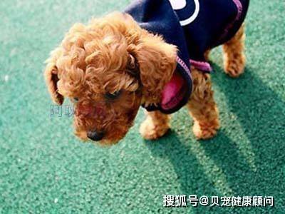 吃驱虫药怎么驱虫