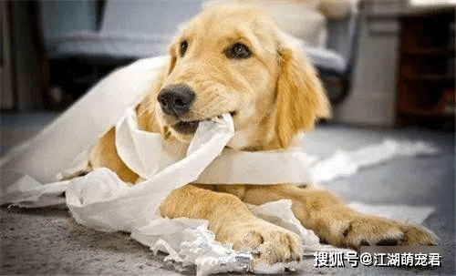 怎么看小狗是好和坏 9c3c293c1b574b9e9aef987e2271a25d.png