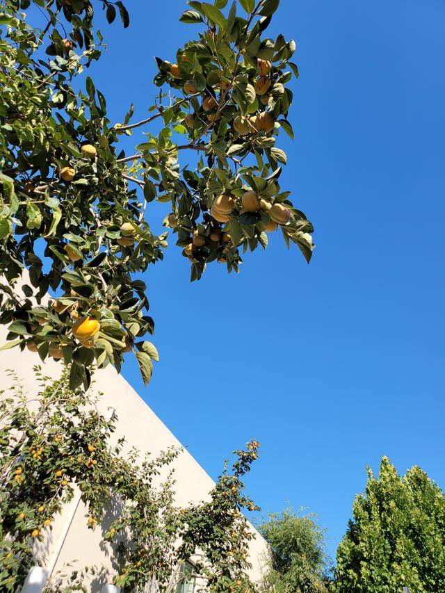 Fold|iPhone 12发布了，我们来谈谈三星Galaxy Z Fold 2半月的使用体验