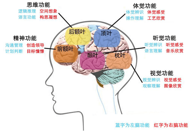 大脑5大功能区和10大潜能图
