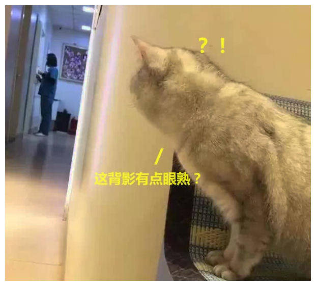 猫咪做完绝育手术去复查躲在角落偷看主刀医生表情往事不堪回首