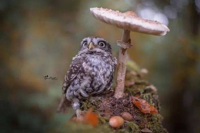 小猫头鹰在蘑菇下避雨，你确定这样就不会淋湿了吗？_全无