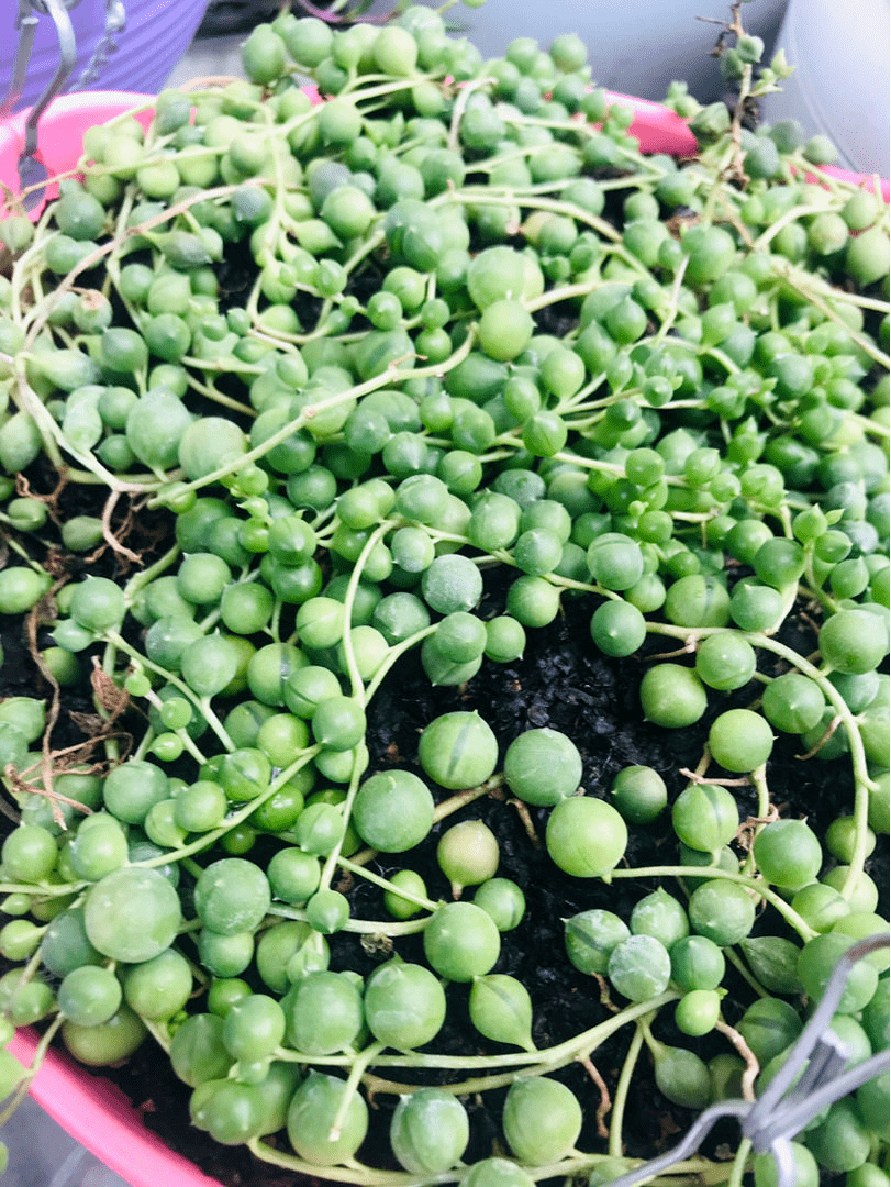 多肉种子发芽需要光照吗 dfdc83253fed4714a3cf0e67d5e3774b.png