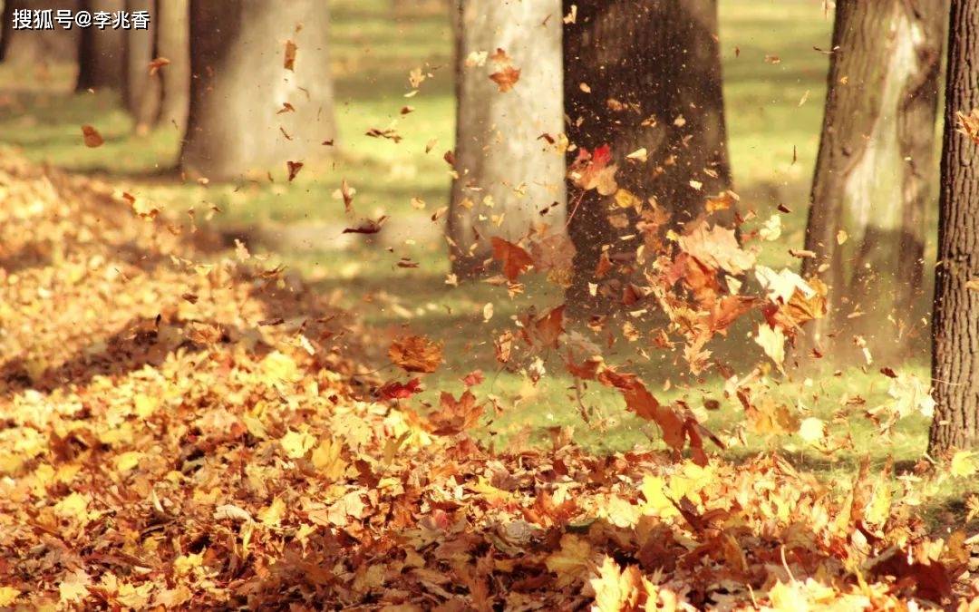 原创描写秋天落叶的唯美句子,赞美秋天落叶的一段话