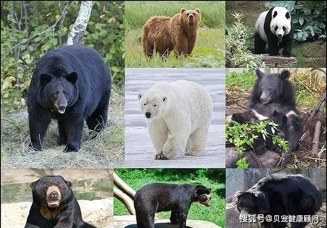 痛心上海野生动物园熊群袭击饲养员最后遇难了
