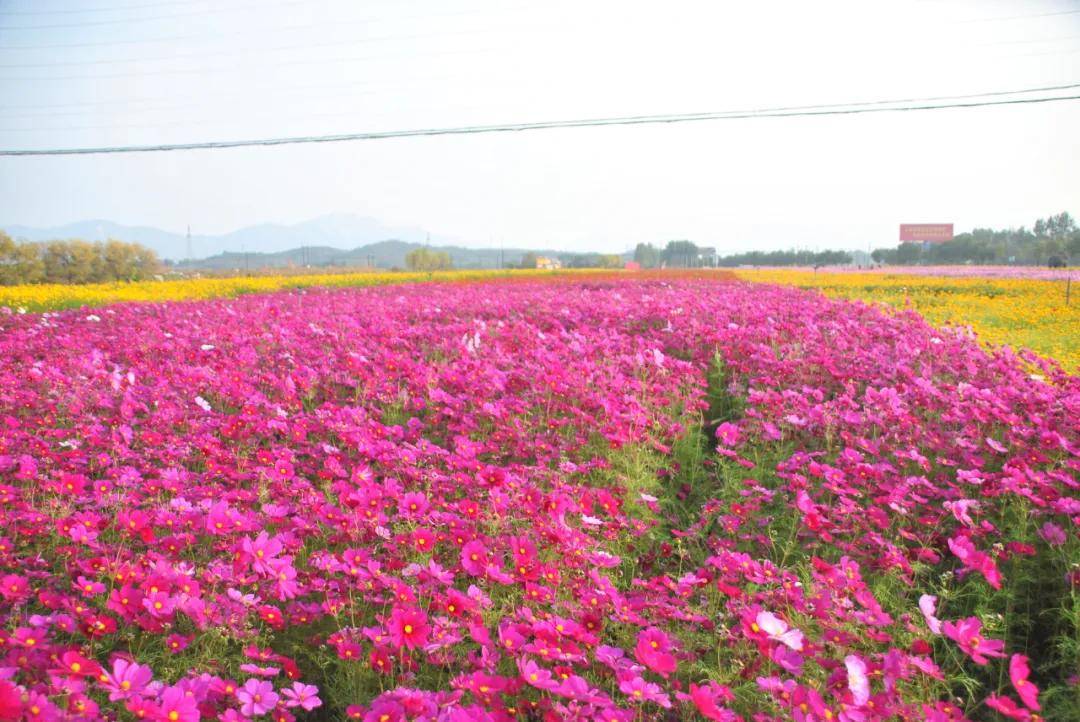 十月的花海一一请到平山温塘看花来