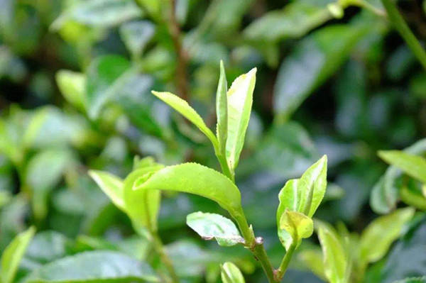 衣裳|耿汉东古风淮北之：黄桥剿匪记