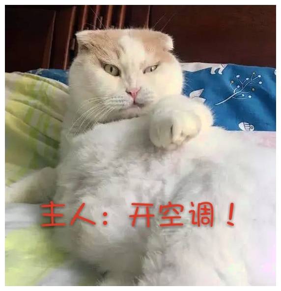 原创主人大热天的不给猫咪开空调猫咪我要离家出走这是要热死本猫