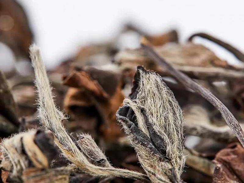 白茶|你喝到过粘稠感么?在老白茶的茶汤里