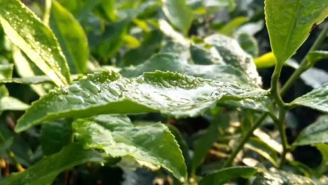 白茶|你喝到过粘稠感么?在老白茶的茶汤里