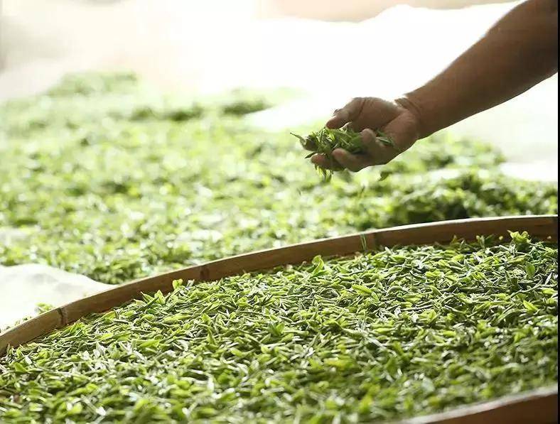白茶|你喝到过粘稠感么?在老白茶的茶汤里