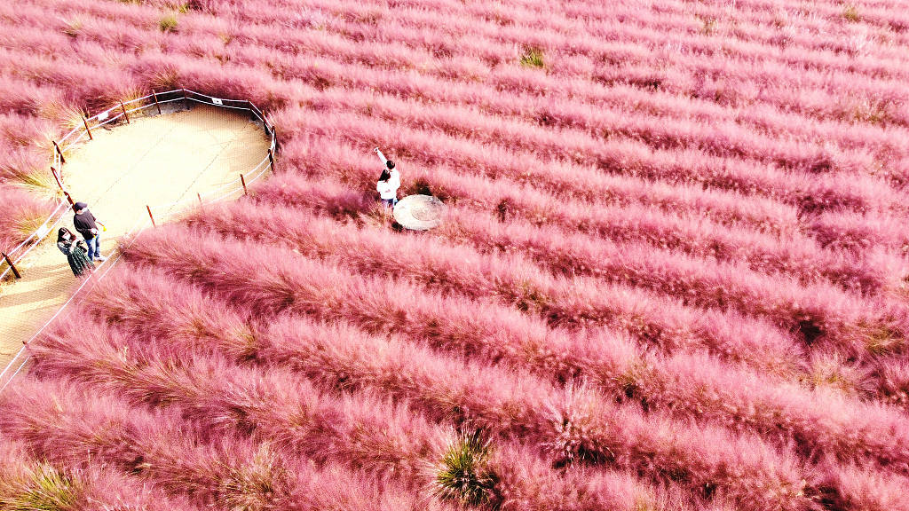 粉红色的秋天!韩国粉黛乱子草花海醉游人