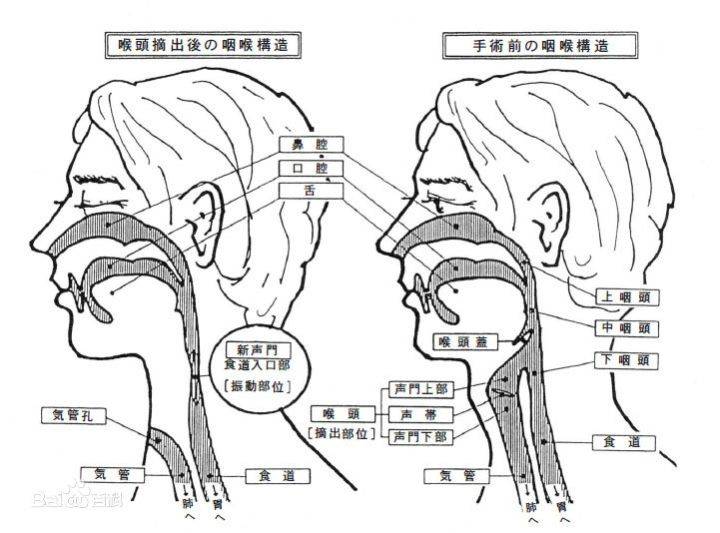 因为在吞咽的过程中，会先进入咽。咽是呼吸系统和消化系统共有的部分。