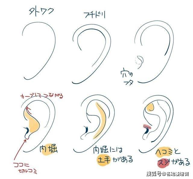 绘画耳朵的方法参考