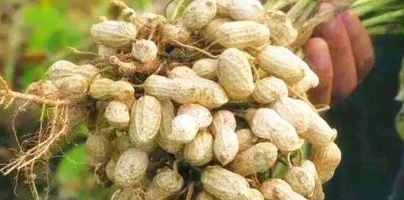 坚果吃了会不会胀气 d122d17eea7a4b3ebd05053071d60c19.jpeg