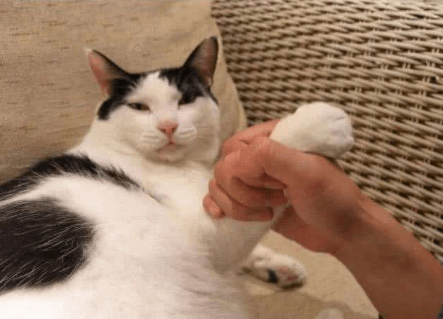 d8f1dbdeb16043139a663b06f0cceca4.png