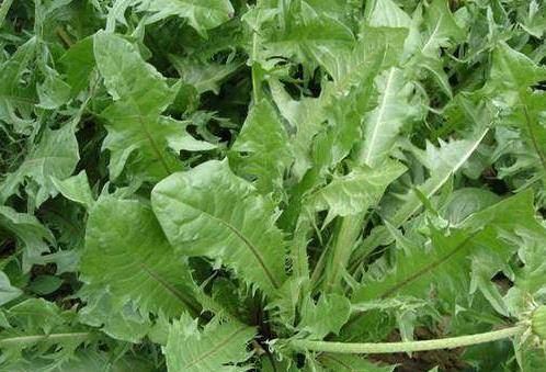 婆婆丁怎么吃效果最好 0236b59d019f409aacf93e2ccb1940ed.jpeg