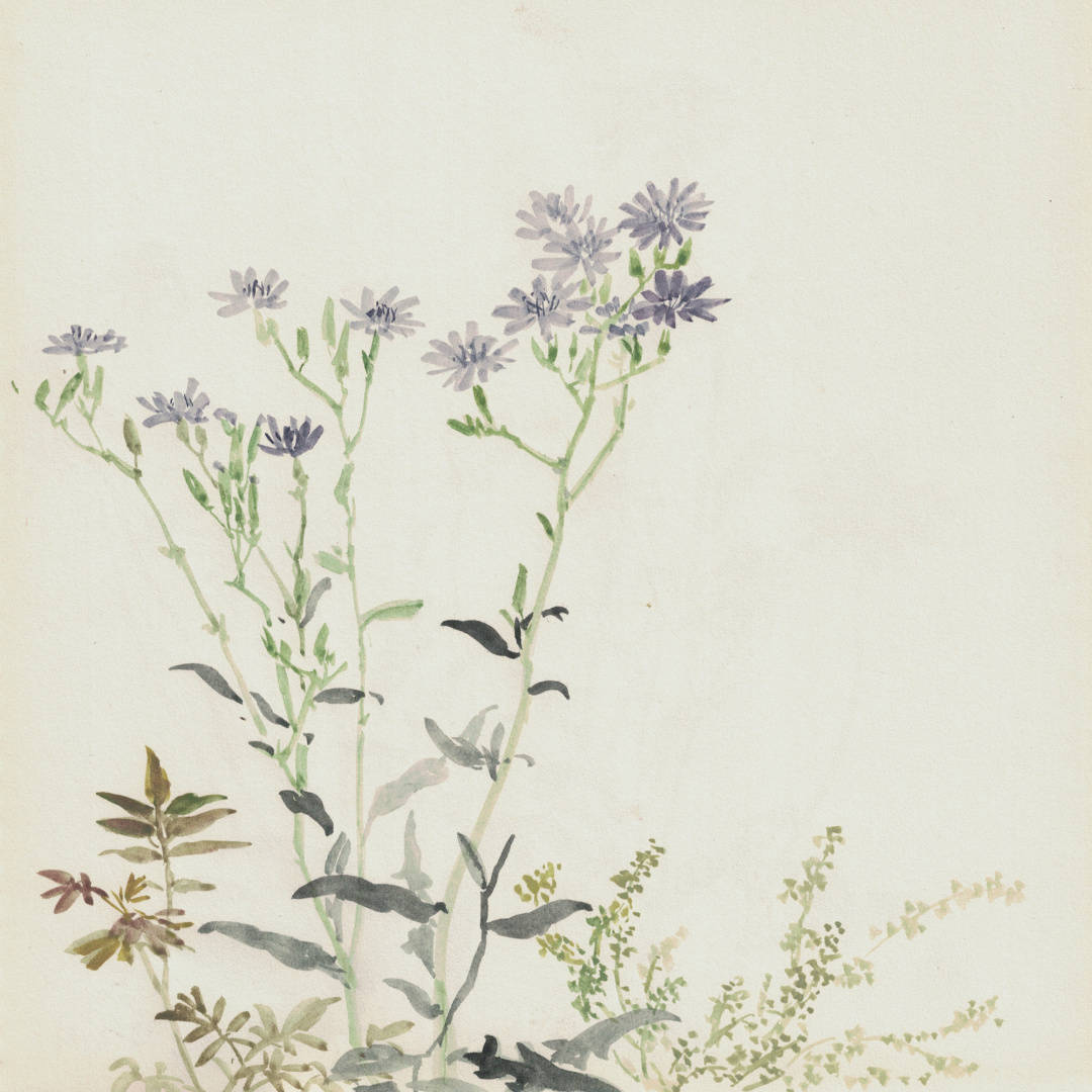 《草花写生》其一