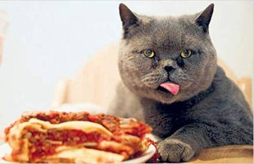 猫咪吃方便面不吃火腿怎么办