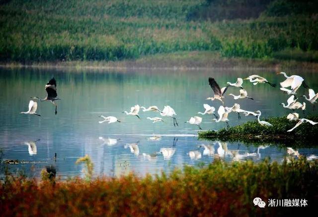 淅川丹阳湖国家湿地公园迎来大批迁徙鸟类
