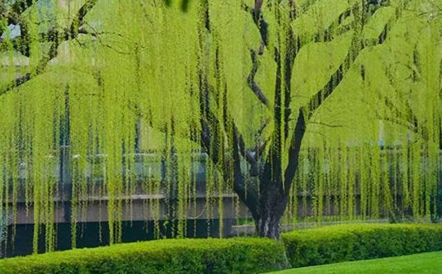 ﻿一、认识“杨柳木命”的内涵