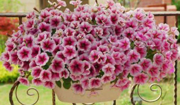 什么土种花透气性好 d3a8056488d148a7bbe4cf67e9b687b4.jpeg