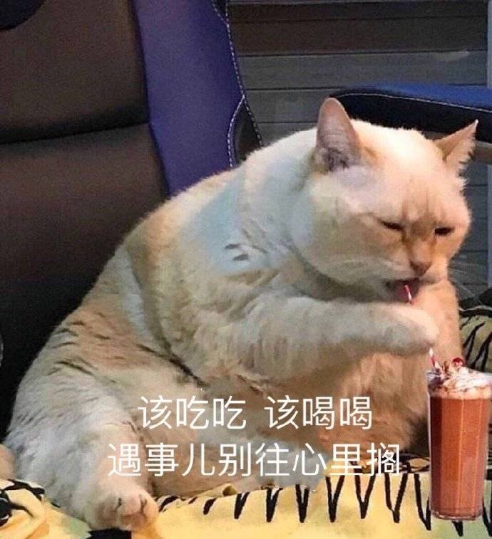 猫咪表情包合集|谁在呼唤本可爱