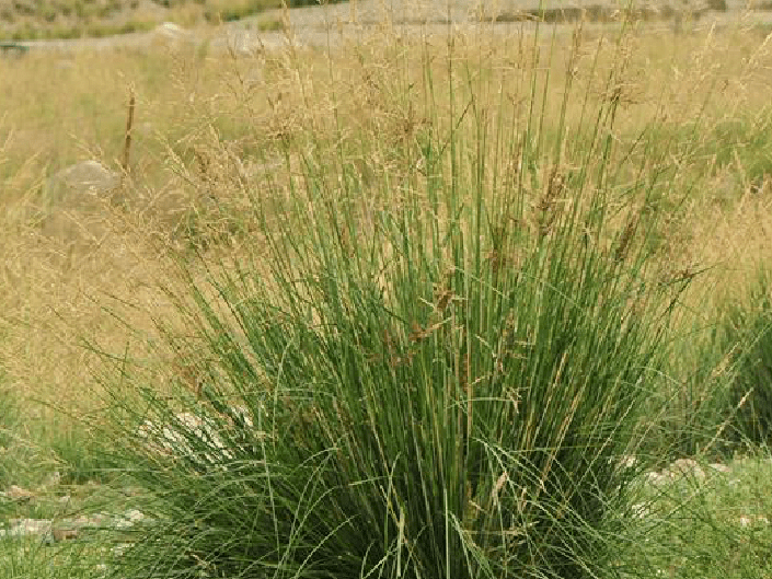 用途广泛种植简单的芨芨草栽培技术介绍