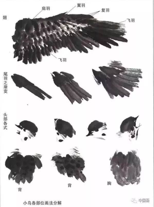 国画技法——麻雀画法详解_搜狐网