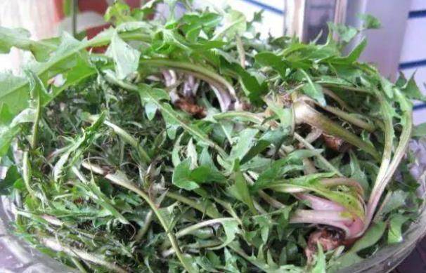 蒲公英的吃法大全有什么功效 fd401b12b761414ba21f8910e74a2be1.jpeg