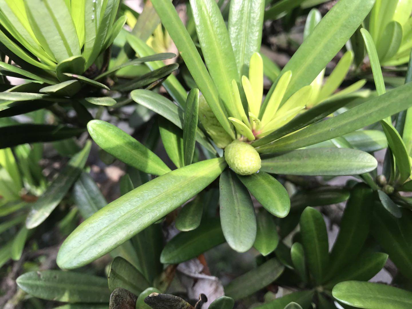 罗汉松的果实