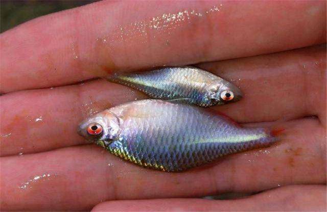 鳑鲏鱼图片大全大图 710aaafc10dc462c995a4ba962b5eded.jpeg