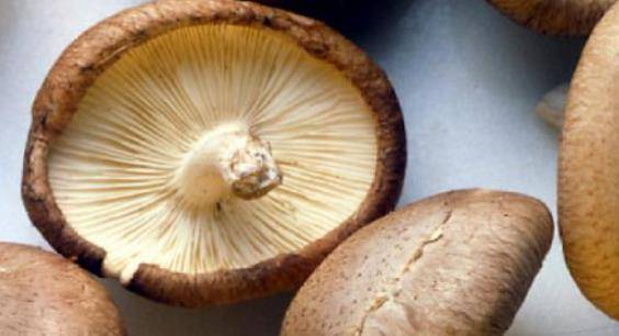 几个月宝宝可以吃香菇吗 b38b0bf968994680a32be3d6530e62f5.jpeg