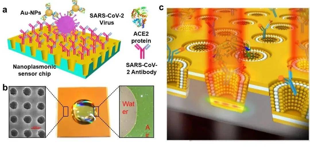 华科刘钢团队纳米等离子光学传感芯片突破:实现新冠病毒颗粒快速检测