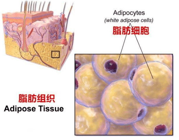 半藏|撞脸半藏森林美上天，却非要整成阿凡达，这位女明星何必呢？