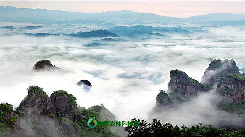 神奇秀美太平狮山一县一品广西藤县农特产品江口荔
