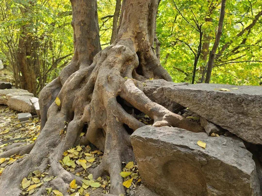 秋游济南秘境佛峪大峡谷 秋游济南秘境佛峪大峡谷
