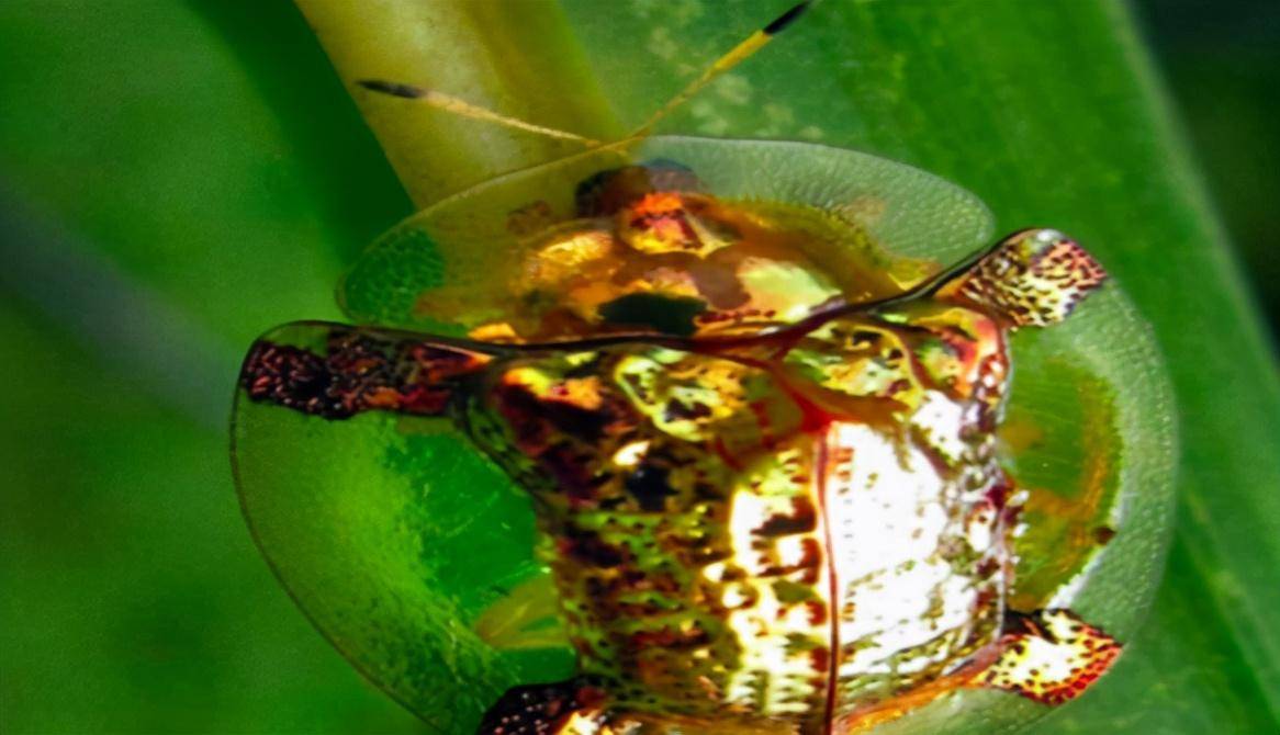 黄金龟甲虫其实还有另外一个名称,那就是金龟子,想必很多人对金龟子都