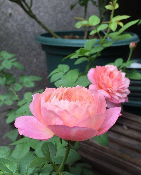 月季怎么浇水才不会烂根 b4fa9b604baa401ca4ef2c012b6b347c.jpeg