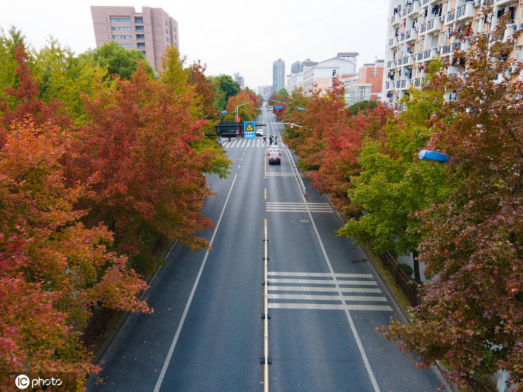 杭州下沙学林街颜值爆表,道路两旁枫叶染红,景色如画.