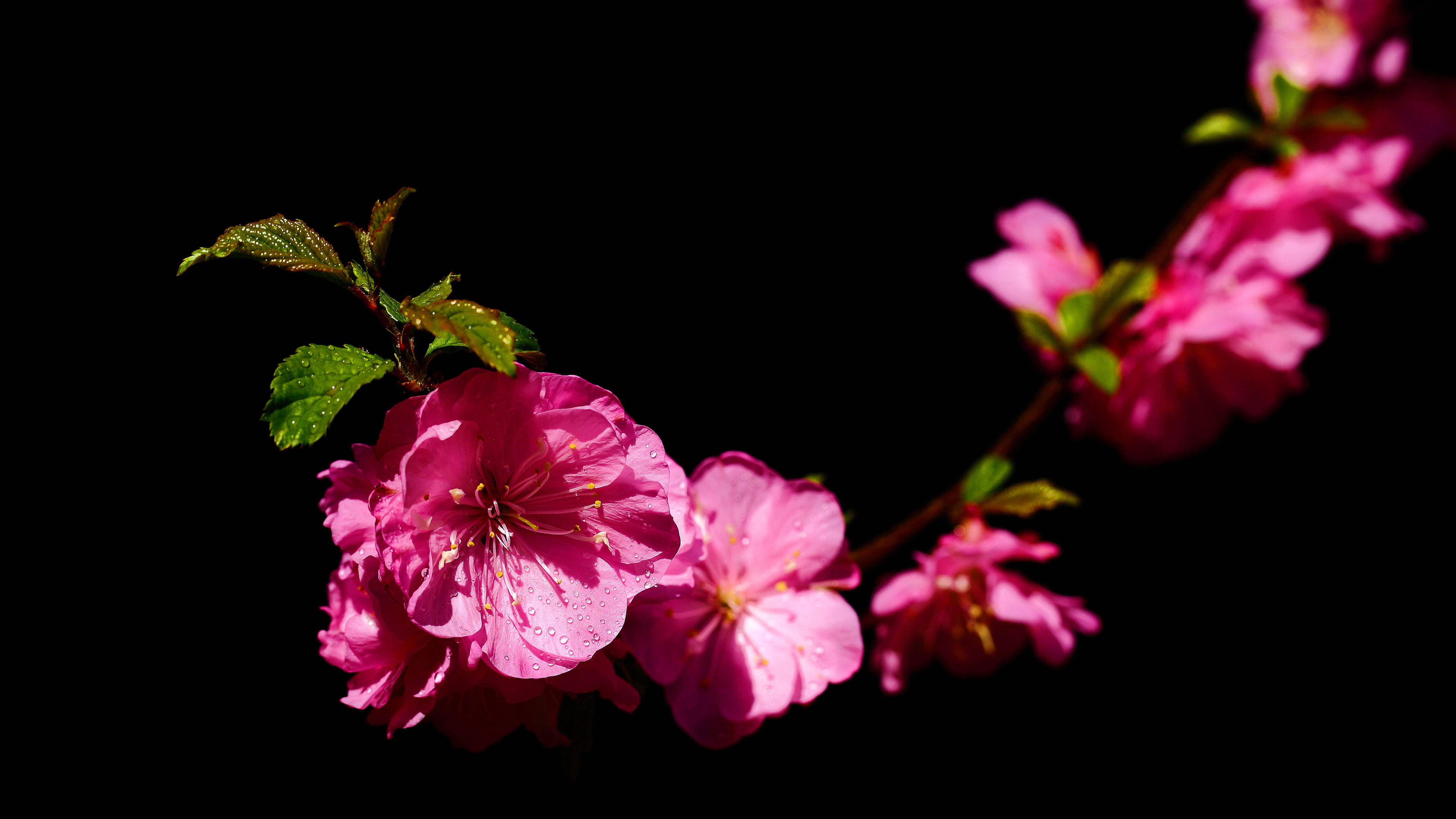 锦花什么月成语_草什么花什么成语(2)