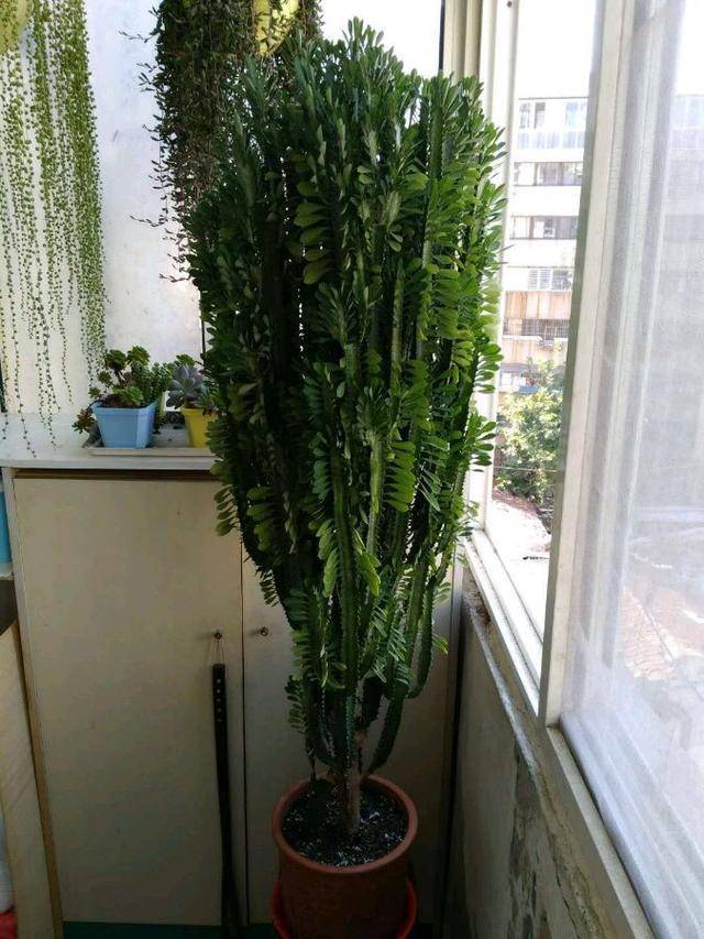 客厅最旺的植物有哪些 0e2d7c15c8fa4b12822f4e603ccbbf63.jpeg