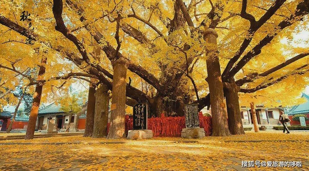 西安千年银杏进入观赏期!这棵曾在外网刷屏的古树,究竟有多美?